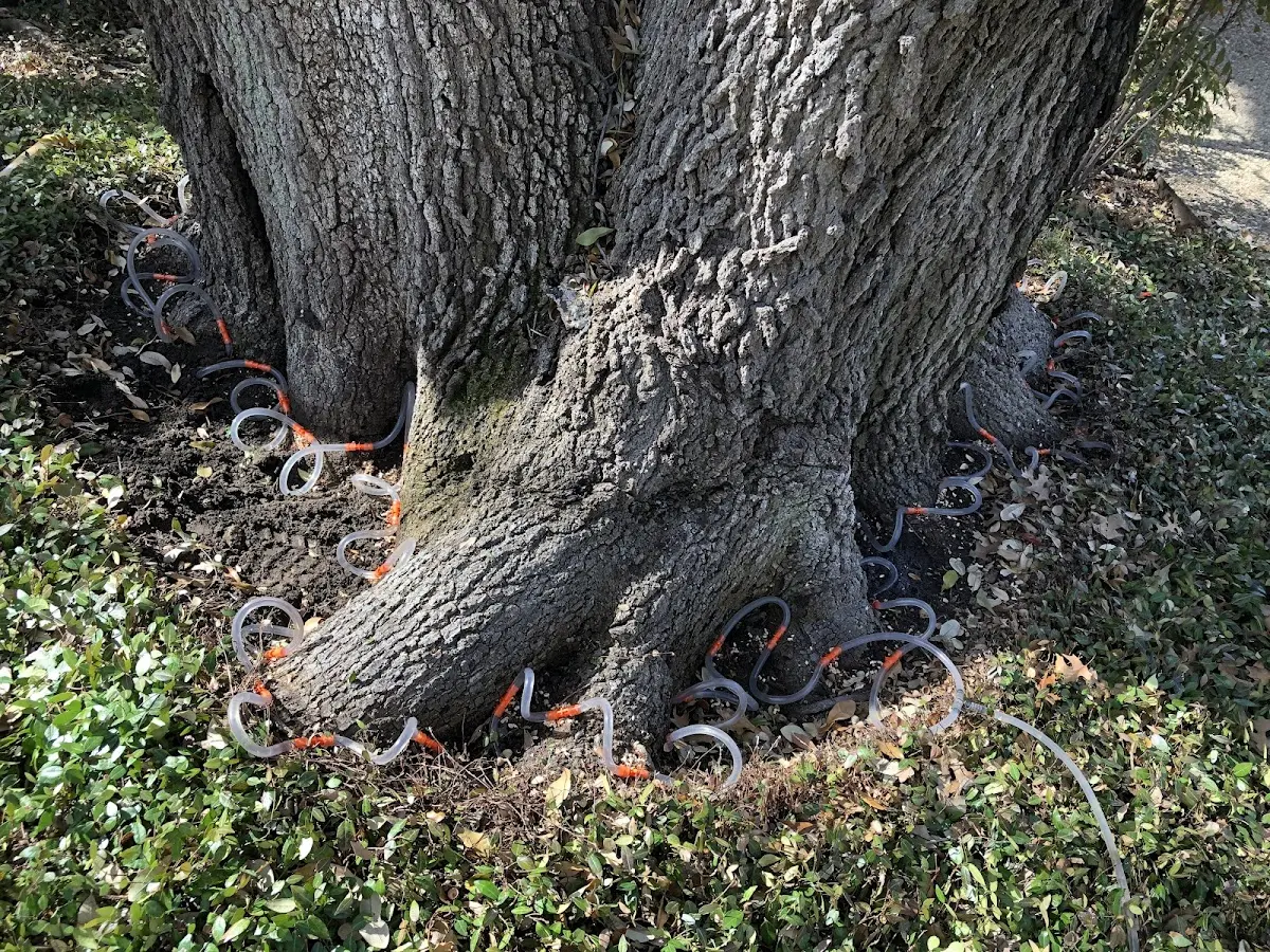 Detailed Shrub and Hedge Trimming job site in Abbot