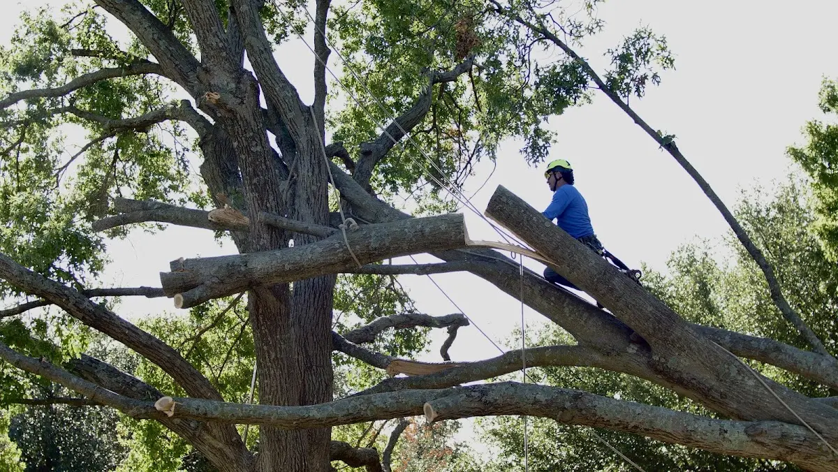 Professional Crown Thinning performed by certified arborists in Abbot